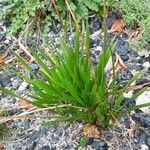 Allium angulosum Habit