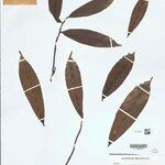Heteropsis flexuosa Hoja