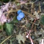 Clintonia borealis Fruit