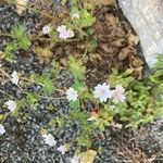 Geranium pyrenaicumFloare