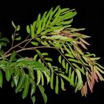 Pterocarpus soyauxii Levél