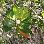 Eugenia ovigera Habit