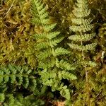 Woodsia ilvensis Elinympäristö