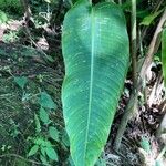 Heliconia latispatha Hoja
