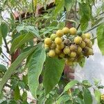 Solanum mauritianum Lehti