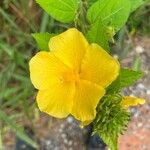 Pavonia spinifex Kvet