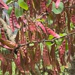 Cercis griffithii Fruit