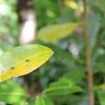 Xylopia richardii Leaf