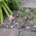 Tulipa saxatilis 花