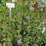 Ruellia humilis Хабит