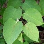 Reynoutria japonica Leaf