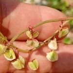 Rumex roseus Fruto