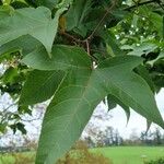 Liquidambar formosanaBlatt