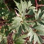 Rubus nemoralis ഇല