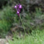 Linaria pelisseriana Blüte