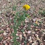 Achillea ageratum आदत