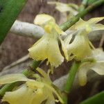 Rhipidoglossum pulchellum Flower