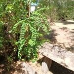 Sophora microphylla Hoja