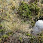 Festuca asplundii 形态