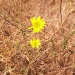 Chrysopsis mariana Flower