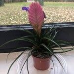 Tillandsia guatemalensisFleur