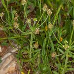 Plantago afra Habitus