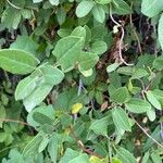 Muehlenbeckia hastulata Hoja