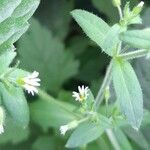 Cerastium rivulariastrum Blomst