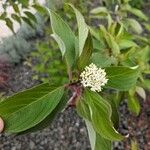 Cornus albaBlomst