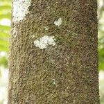 Pouteria cayennensis Kabuk