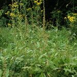 Rumex nepalensis Habit