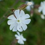 Silene latifoliaFlower