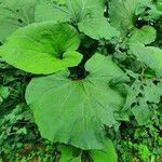 Petasites hybridus पत्ता