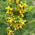 Senna marilandica 花