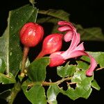 Ravenia rosea Fleur