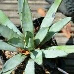 Agave macroacantha Ліст