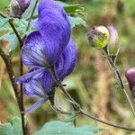 Aconitum variegatumFlower