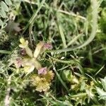 Astragalus caprinus Blüte