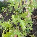 Solanum triflorum Blad