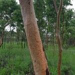 Eucalyptus polyanthemos Bark