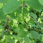 Euonymus latifolius Flower