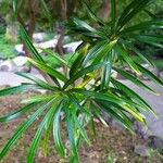 Thevetia neriifolia Hoja