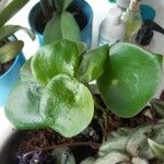 Peperomia polybotrya Blatt