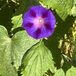 Ipomoea purpureaFloro