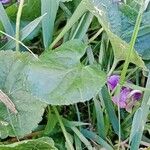 Viola odorata Feuille