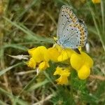 Lotus corniculatus Cvet