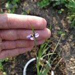 Sisyrinchium montanum Kukka