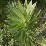 Leucadendron argenteum Leaf