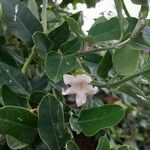 Araujia sericifera Blomst