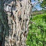 Crataegus punctata Bark